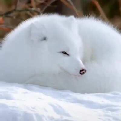 Artic Fox