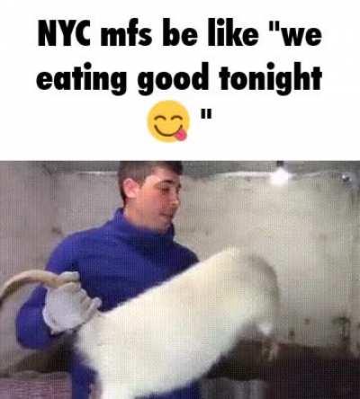 Don't open that trap door, it's the rat farm!