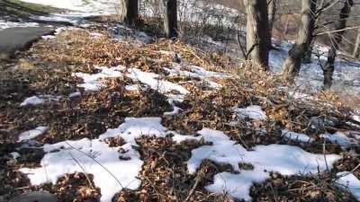 Hawk snatches released mouse