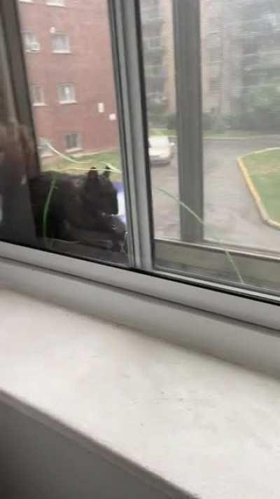 This squirrel is making its nest between my double pane windows. It’s using the insulation from my air conditioner. It also kept me up all night.