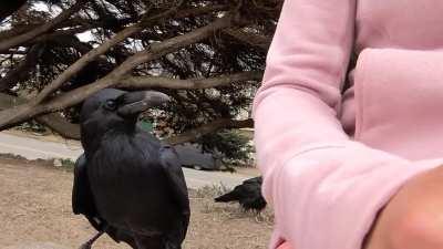 Blueberry the raven, 