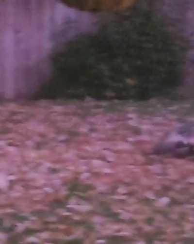 Backyard wrestling this morning