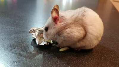 Pepper enjoying her Christmas dinner.