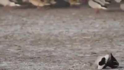 🔥 Falcon takes out duck at 340km/h