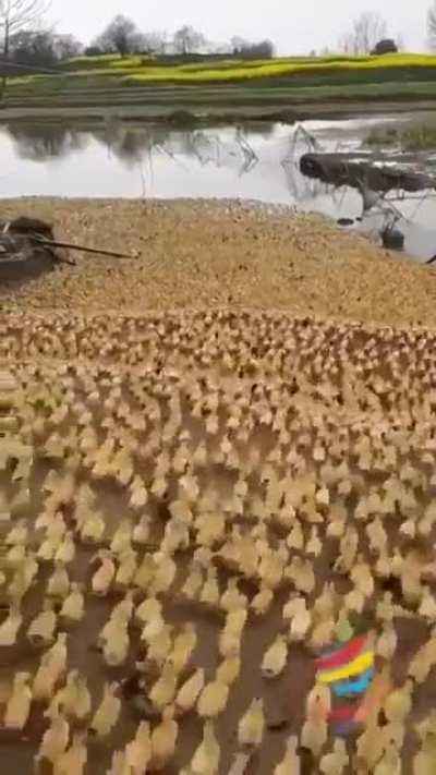 загрязнение водоёма