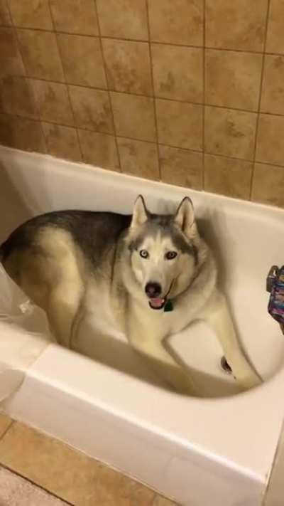 Husky's Stubbornness Pays Off Finally