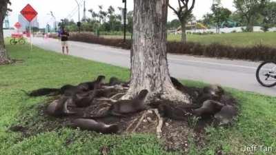 Otter Tree