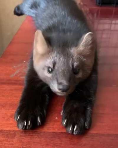 Sable claws, extra cute.
