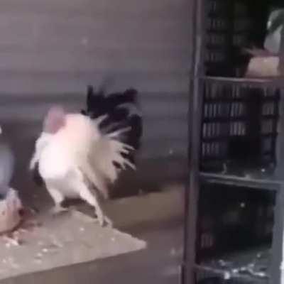 Pombo desse o soco em galo.