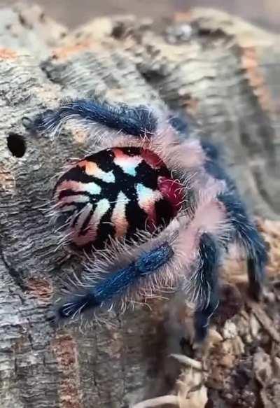 How's your arachnophobia today ?