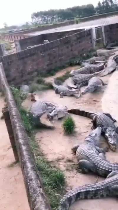 This hen running for her life.