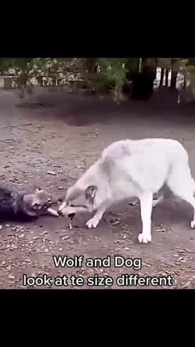 Unit of a white wolf, bearing teeth