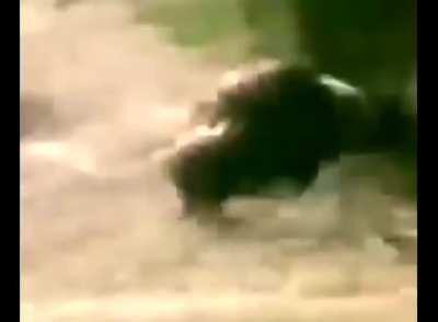 FUNKY MONKEY on motorBOARke