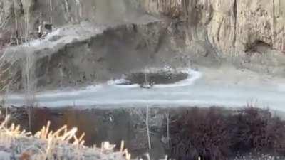 A snow leopard takes down a bharal in a spectacular chase