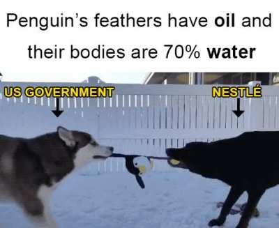 Who do you think should have the penguin?