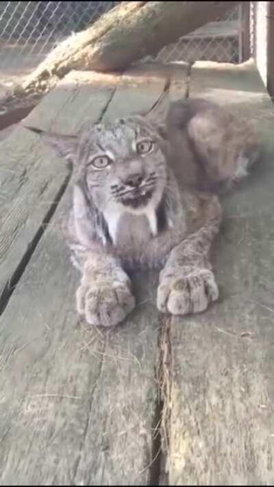 Так мяукает рысь