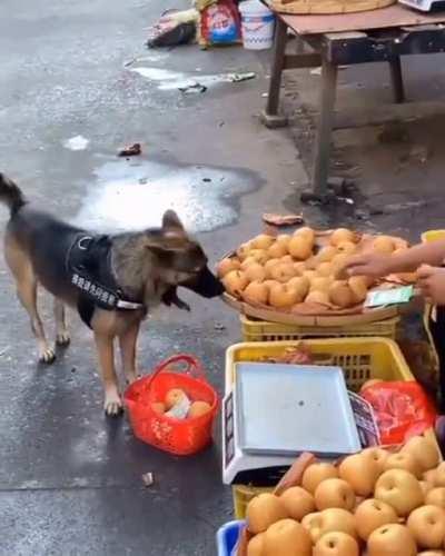 Служебная собака отправилась на местный рынок.