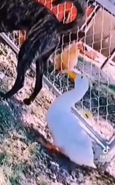 HAHAHAHA🤣😂🐾