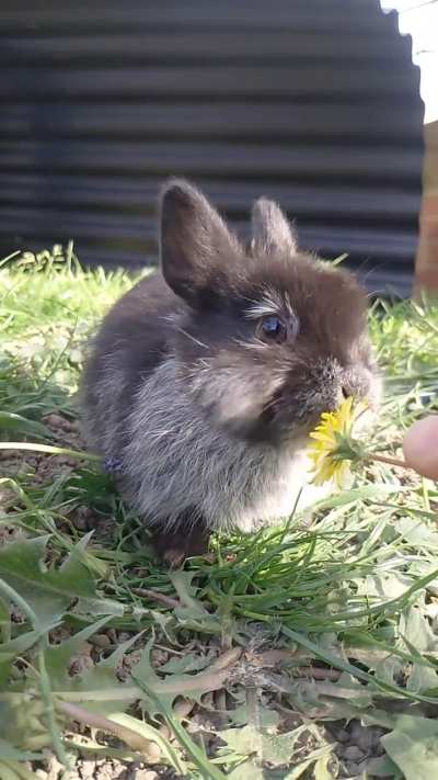 There's a trend on r/czech where people are hitting various animals with dandelions