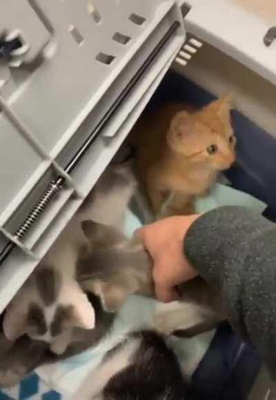 Latest kitten unboxing video