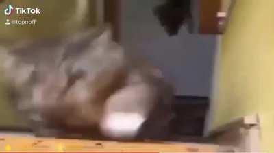 My favourite video on the internet...