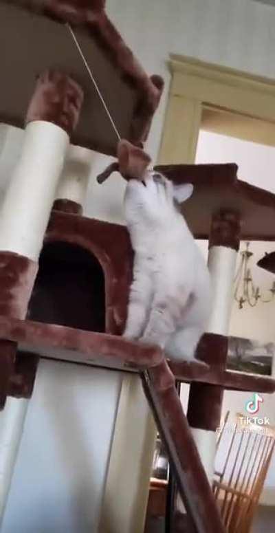 Kitty fighting his toy