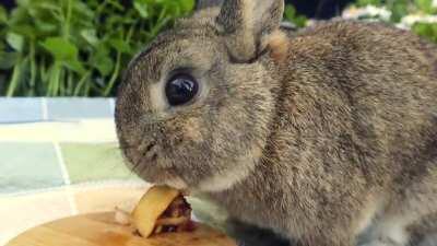 Don't mind us....Just minding our smol business and eating tiny pie. Move along. (full video in the comments)