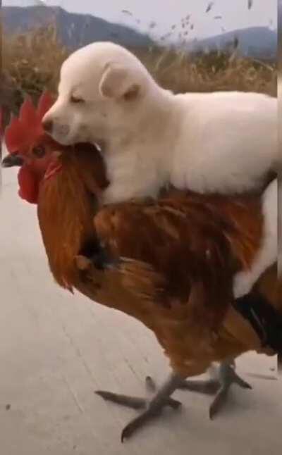 chicken carries little dog friend.