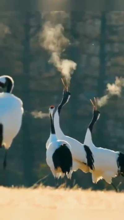 🔥 Red-crowned cranes singing a duet, partners will sing a duet to strengthen their lifelong bond.