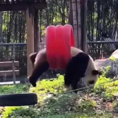 The Giant Panda, the world’s silliest species of bear