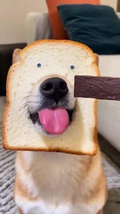 Pure bread dog