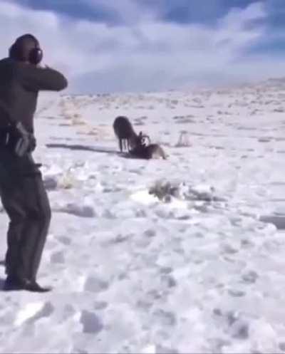 Man makes very precise shot to disentangle deers