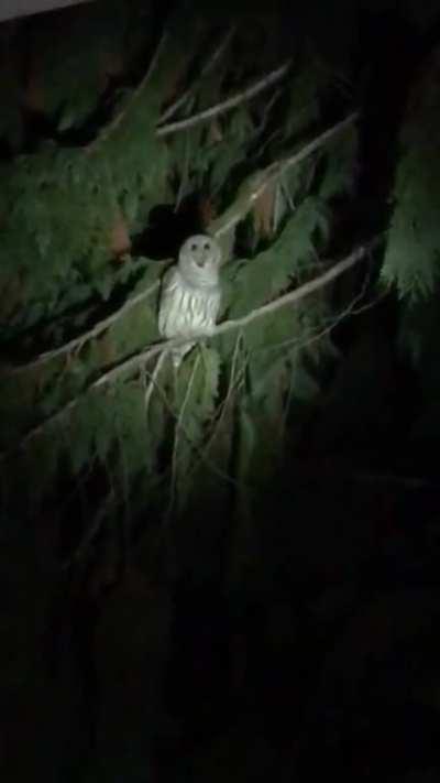 Owls are weird creatures