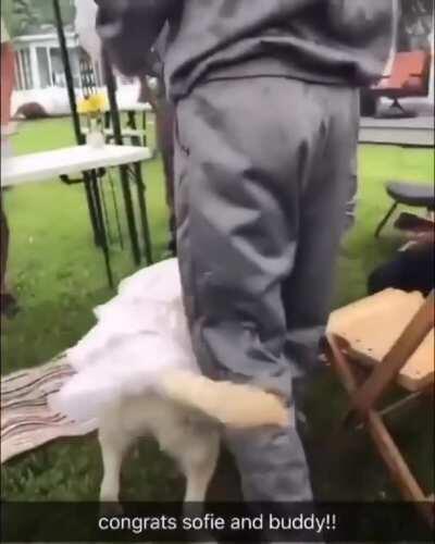 boda de perritos