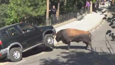 sitting in your car with an angry bull on the run