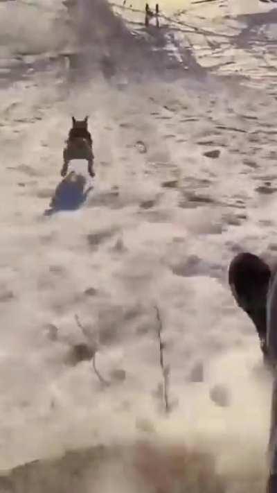 Doggo enjoys racing their human sledding down a snowy hill.