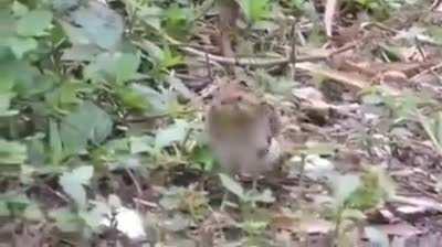 This Birdie has hands, Or he's just Jiving