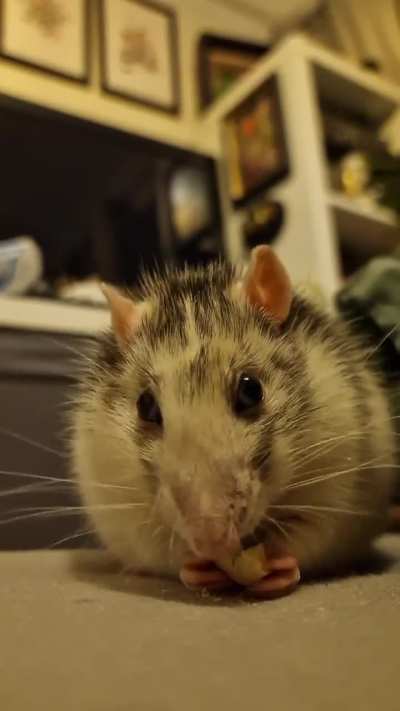 Rat ASMR