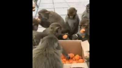 Most orderly chinese vs Least orderly japanese