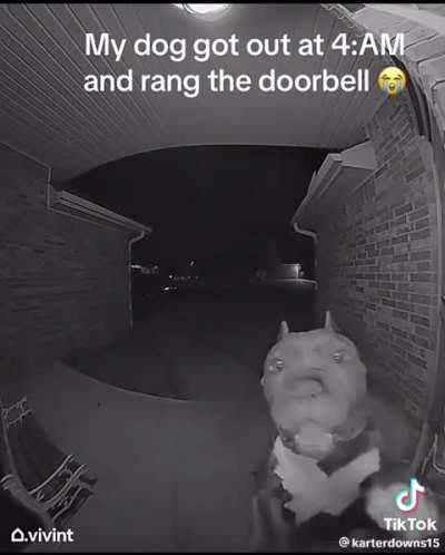 The dog got out and wanted back in.