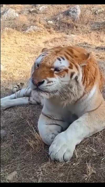 Тигр чихнул