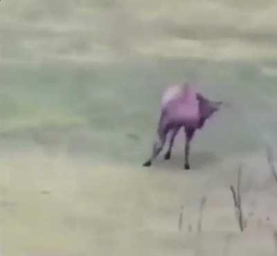 Реинкарнация футболиста