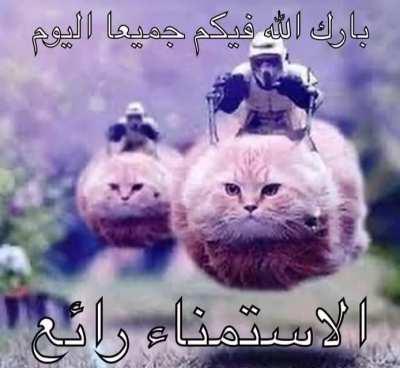 Flying_cat.jpg Free Download⬇️⬇️ 😱😱🤣🤣