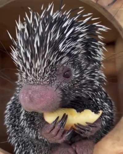 Porcupine eating an apple.. 😊