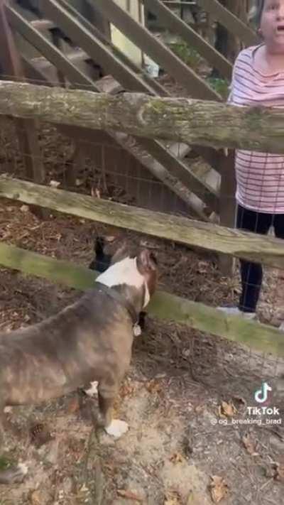 Karen demands man to put leash on his dog in his own fenced front yard