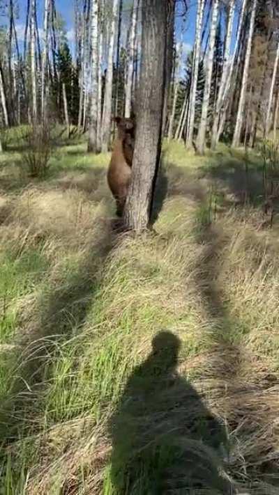 ALWAYS CARRY BEAR SPRAY WHEN YOU'RE IN THEIR TERRITORY! I filmed myself using my bear spray on this black bear that followed me for over 5 minutes.