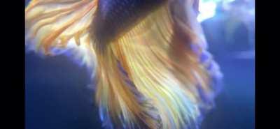 Merlin's beautiful tail in slow-motion using a macro lens! Absolutely mesmerizing! Love my beautiful boy. <3