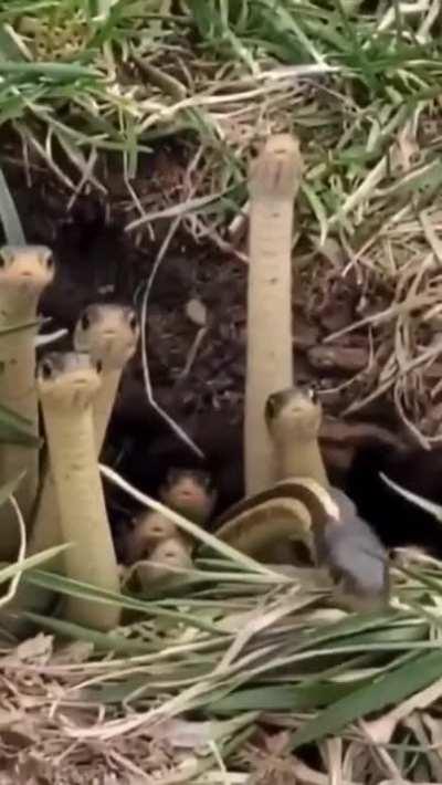 🔥 Just a bunch of curious snakes checking out their surroundings 🔥