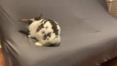 Kapy like to play with his own shade