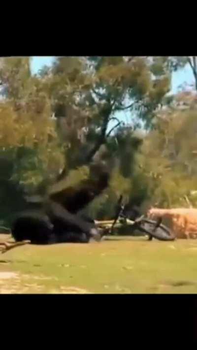 Bicycle Gorilla